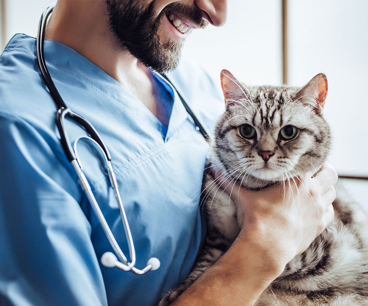 veterinarian caring for cat